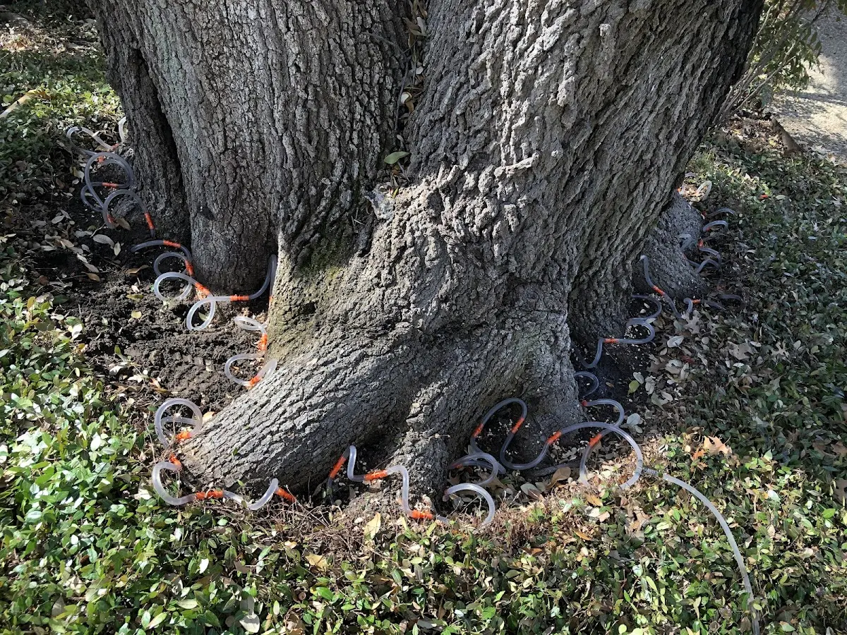 Detailed Tree Cabling and Bracing job site in Boston